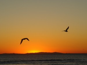 Seagulls over LA beach
