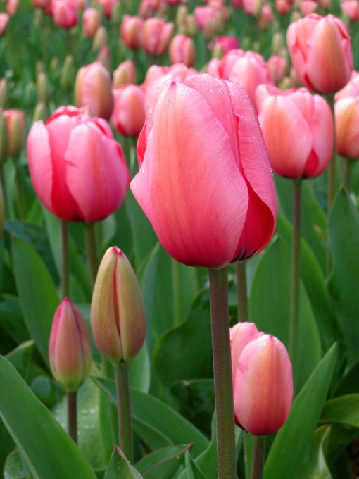 Tulip_-_floriade_canberra