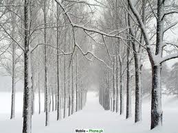 snow path trees