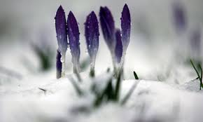crocus snow